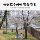 동탄순환대로1길 | 동탄호수공원 벚꽃 실시간 개화 현황｜현자의 정원에서 꽃놀이