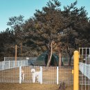 태란 펜션 | 태안 파라독스 캠핑장 애견펜션 글램핑