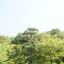 금강송 이미지