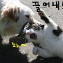 개와고양이 이미지