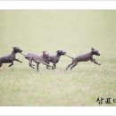 샴프네집 이미지