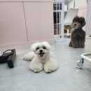 도톨그루밍