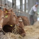 명암축산 이미지