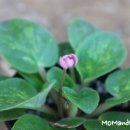 미바라기