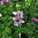 삼학도 이난영 공원 이미지