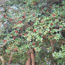 오동도 광장 이미지