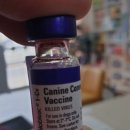 새김천동물약국 | 새김천약국 강아지 백신 노비박코로나 (CV) 입고
