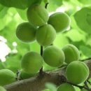 매실떡갈비 이미지