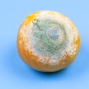 If mold is growing on an orange, should I just cut away the moldy part or d 이미지