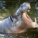 국제기념일, 피그미하마의 날 Pygmy Hippo Day, 4월 8일