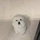 에이스애견미용학원 이미지