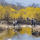 The 산수유 이미지