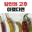 고추종자 품종 선택 방법에 대하여 #건고추 #탄저병 #복합내병계