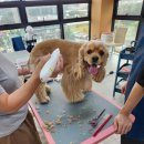 애견미용 이미지