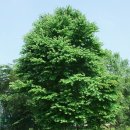 월계수 (月桂樹)와 계수나무 이미지