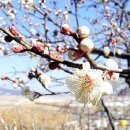 순천향매실영농조합법인 이미지