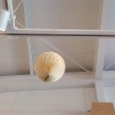 카페그꽃 이미지