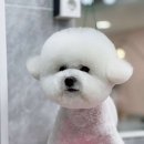 황언니 펫살롱 이미지