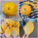 법곡길 | 태추단감 뜻 황영감농원 아삭달콤 과즙폭발 맛있는 가을 단감 추천