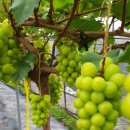 성복농장 이미지