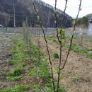 알프스오토메 판매해요.~~ 이미지