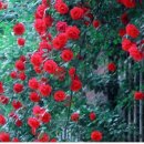 장미 수선 이미지