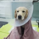 타잔동물병원 | 타잔동물병원, 복강경 중성화 후기 :-)