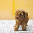 쓰담쓰담 이미지