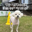 강릉댕댕이애견펜션블루 이미지