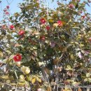 해오름관광펜션 이미지