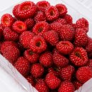 🍓 산딸기 시즌이 끝나갑니다, 지금이 마지막일 수 있습니다