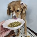 오늘도 댕댕 | 영종도 애견유치원 댕댕존 강추 후기