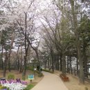 @ 서울 도심의 달달한 뒷동산, 남산 1바퀴 (남산야외식물원, 목멱산봉수대, 남산팔각정, 한양도성) 이미지