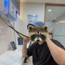 홈플러스 당당치킨후기 - 그릴드치즈 외이도염 이비인후과 아메리칸쉐프 천도복숭아