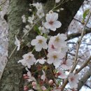 드랑드랑 이미지