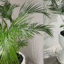 뉴어스 | 강남붙임머리, 한 끗 차이로 예뻐진 뉴어스 신사역점 후기