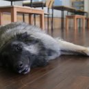 봉주르봉구 이미지