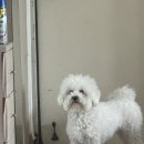 트리트멍트 이미지