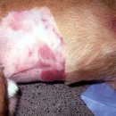 ACE동물병원 이미지