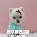 몽실 | 진주강아지미용 몽실살롱 후기｜봉식이 미용 스트레스 없이 대만족🐶✂️