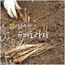 라온농원