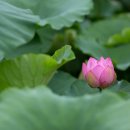 연꽃향기 이미지