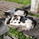 강아지와 고양이 이미지