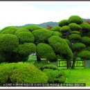 늘고운 이미지