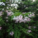 수수꽃다리 이미지