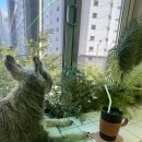 필헤어삽 네이버블로그