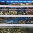 신조개천국 이미지