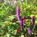 노랑고개 이미지