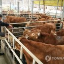 유통거품 빼면 반값쇠고기 어렵지 않아요 이미지