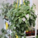 【알소비아 디안티폴리아(Alsobia dianthiflora)】 「레이스 모양의 하얀 꽃과 덩굴성 게스네리아과」 이미지